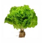 Lechuga Hidropónica 
