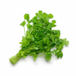 Cilantro